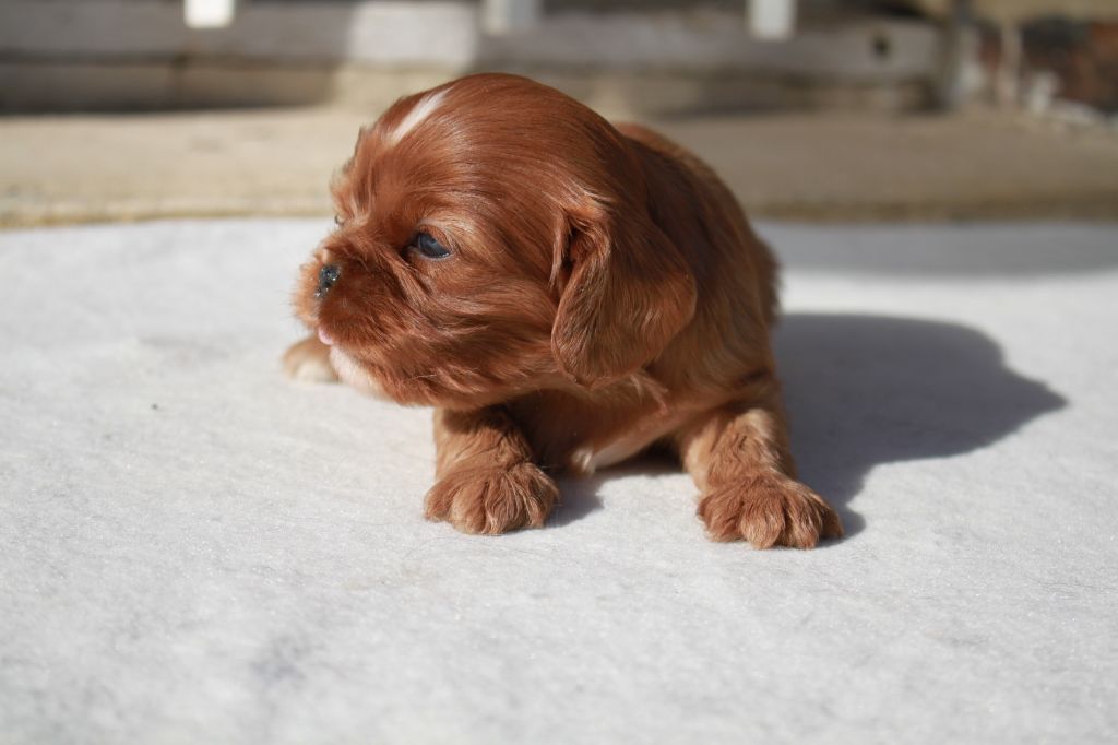 Chiot Elevage Du Clos D Arlequin Eleveur De Chiens Cavalier King