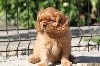 Chiot Elevage Du Clos D Arlequin Eleveur De Chiens Cavalier King