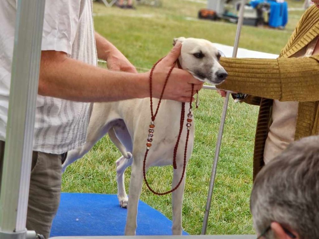 Tchiki boum du haras d'hélios