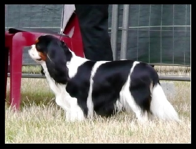 du clos d'Arlequin - Cotation Elite A pour CH. Carham Best in Show (Dereck)