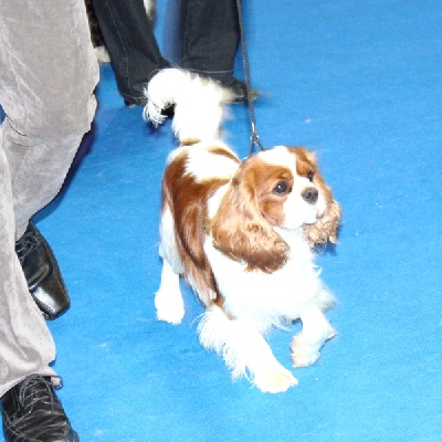 du clos d'Arlequin - LUXEMBOURG - 82nd International Dog Show