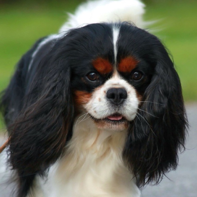 du clos d'Arlequin - Résultats Brussels Dog Show