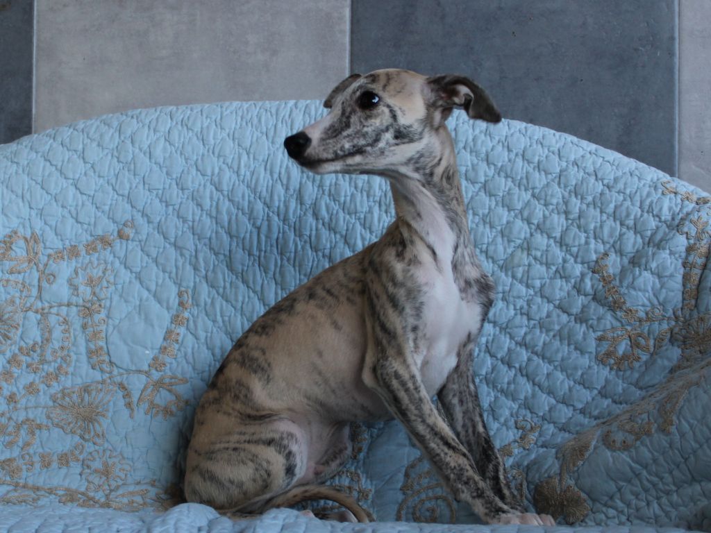 du clos d'Arlequin - Chiot disponible  - Whippet