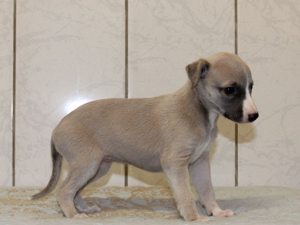 du clos d'Arlequin - Chiot disponible  - Whippet