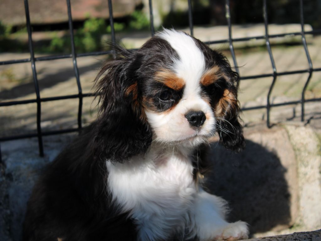 chiot Cavalier King Charles Spaniel du clos d'Arlequin