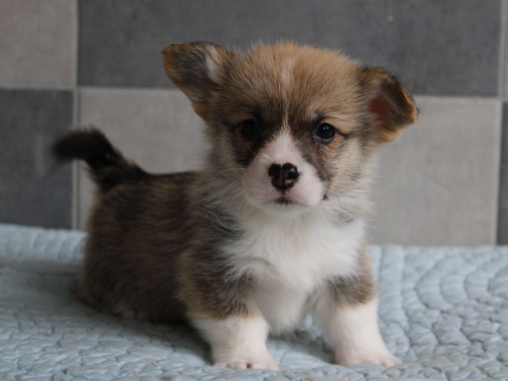 du clos d'Arlequin - Chiot disponible  - Welsh Corgi Pembroke