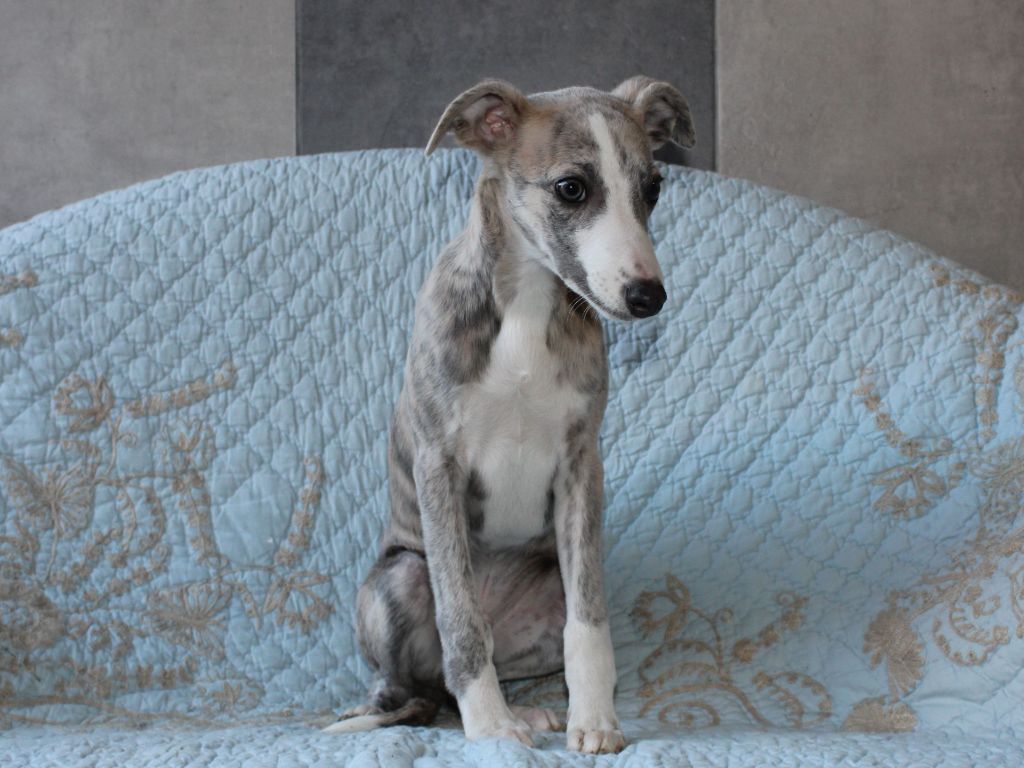 du clos d'Arlequin - Chiot disponible  - Whippet