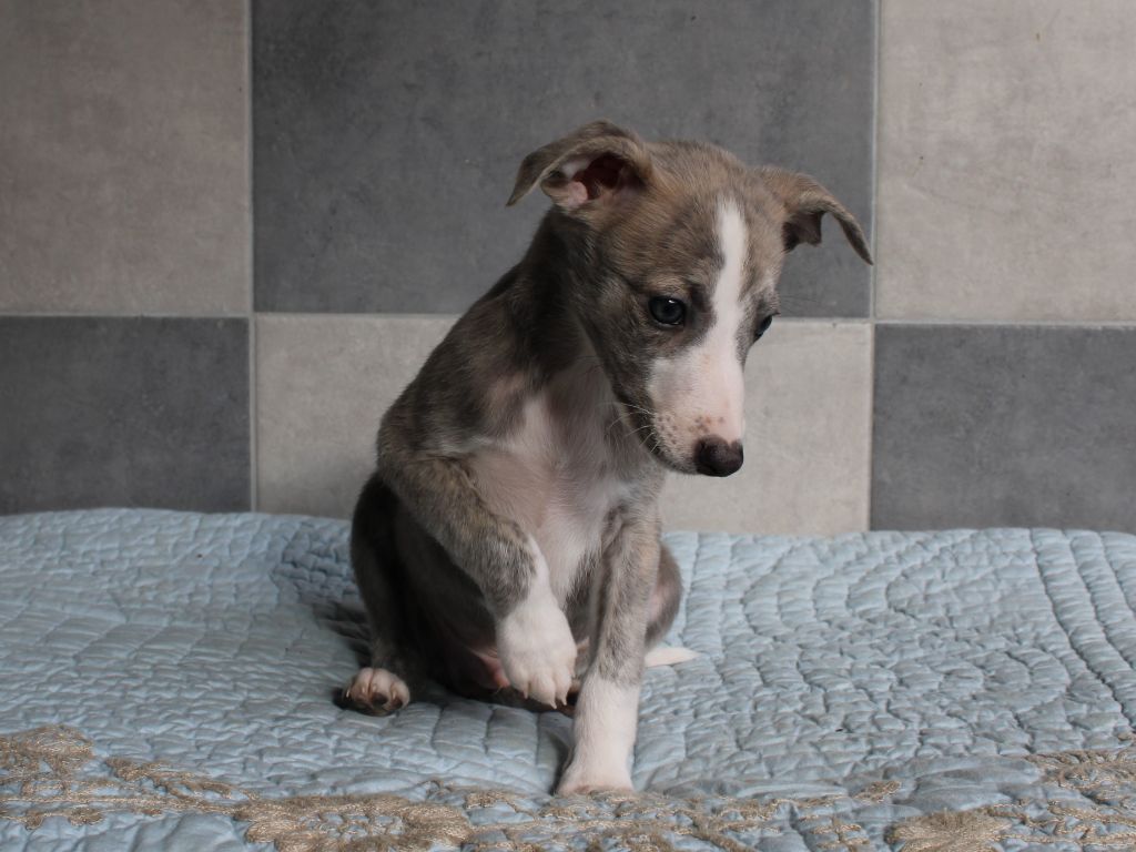 du clos d'Arlequin - Chiot disponible  - Whippet