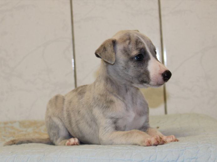 du clos d'Arlequin - Chiot disponible  - Whippet