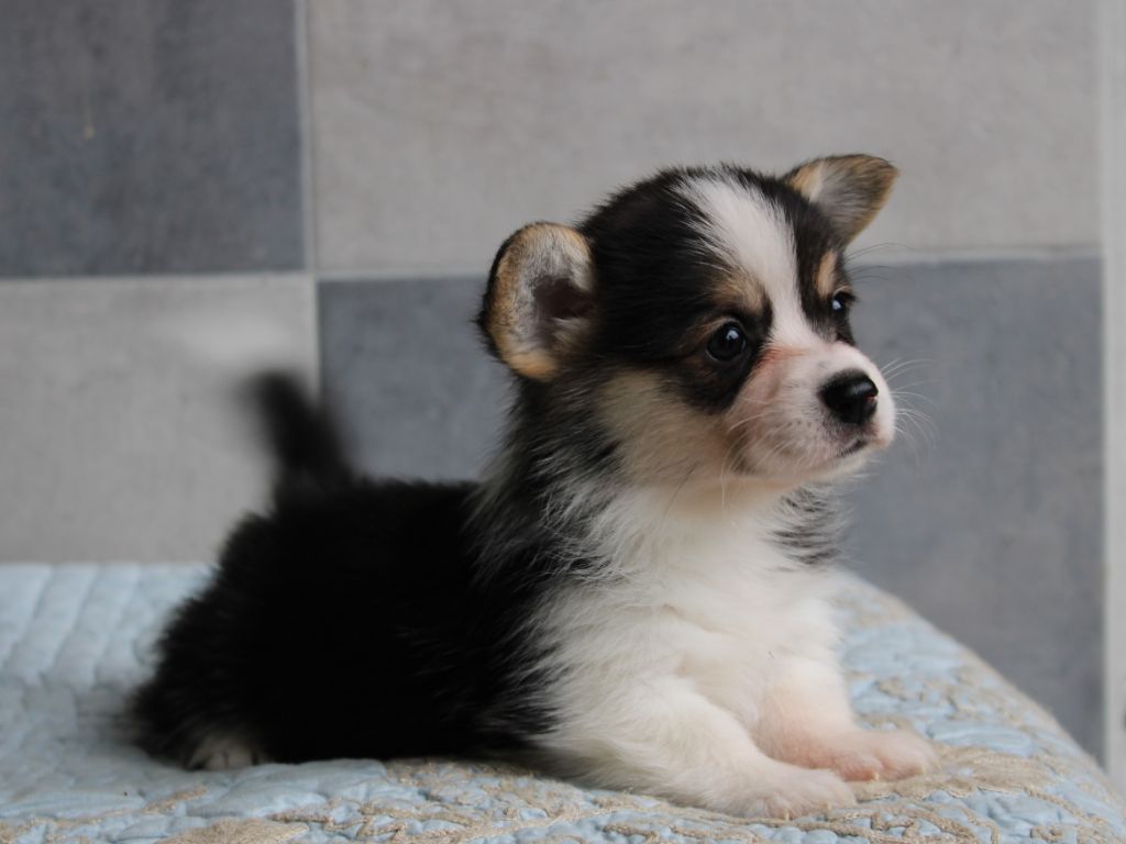 du clos d'Arlequin - Chiot disponible  - Welsh Corgi Pembroke