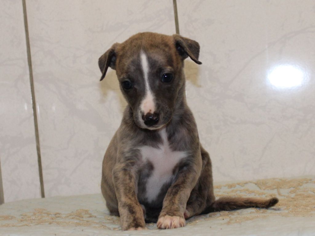 du clos d'Arlequin - Chiot disponible  - Whippet