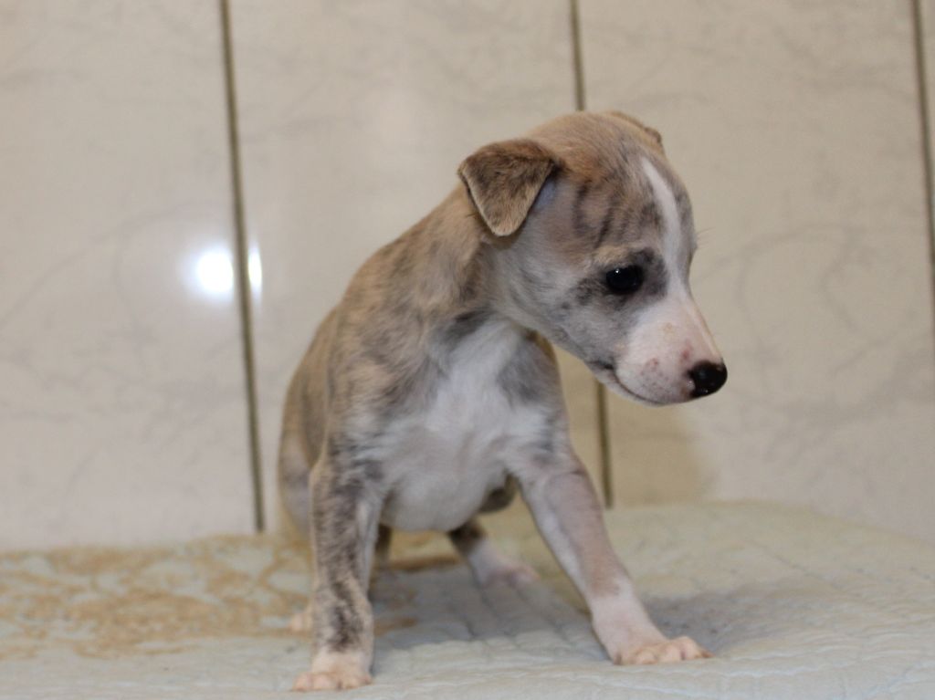 du clos d'Arlequin - Chiot disponible  - Whippet