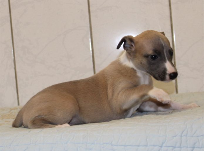 du clos d'Arlequin - Chiot disponible  - Whippet