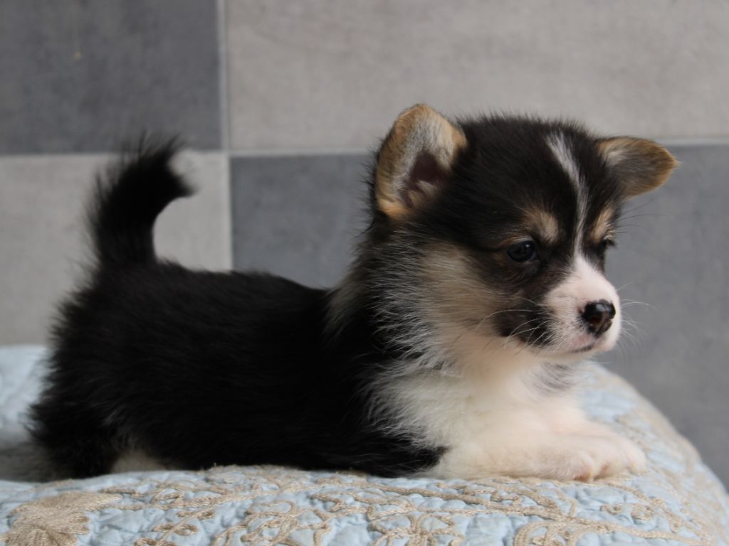 chiot Welsh Corgi Pembroke du clos d'Arlequin