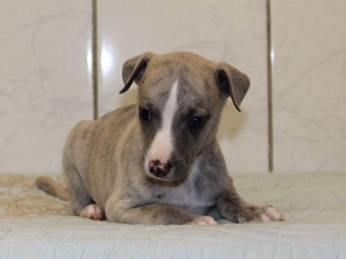 du clos d'Arlequin - Chiot disponible  - Whippet