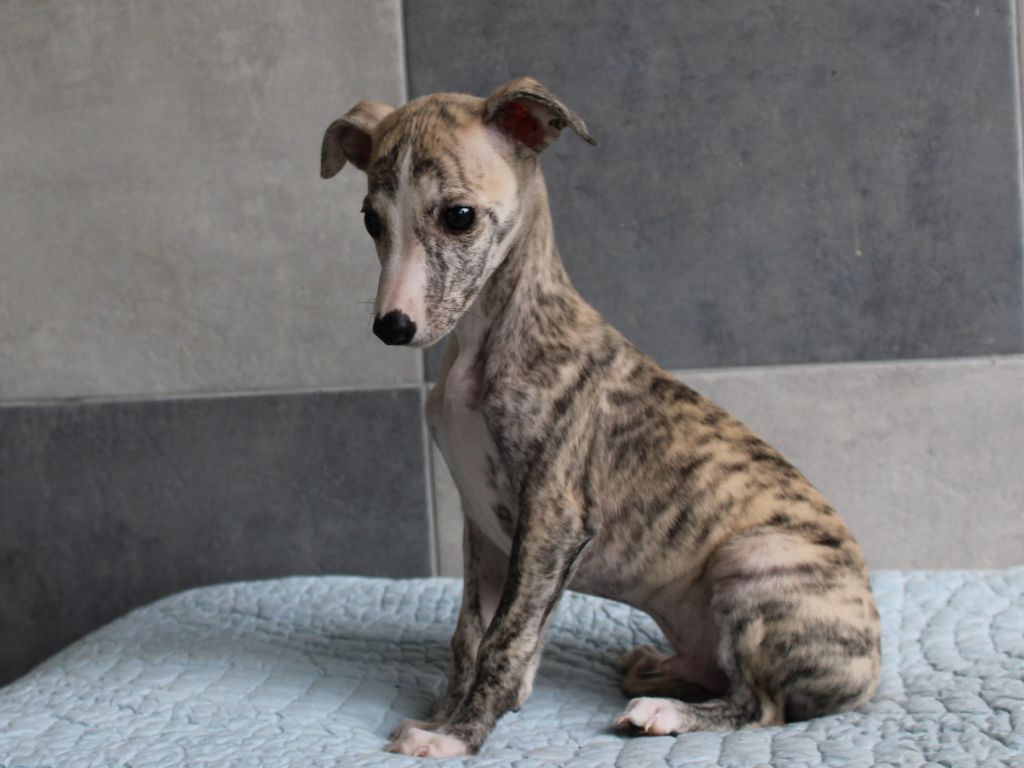 chiot Whippet du clos d'Arlequin