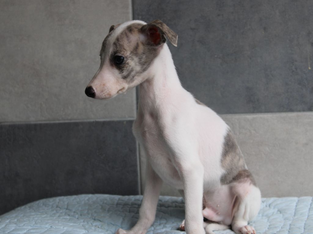 du clos d'Arlequin - Chiot disponible  - Whippet