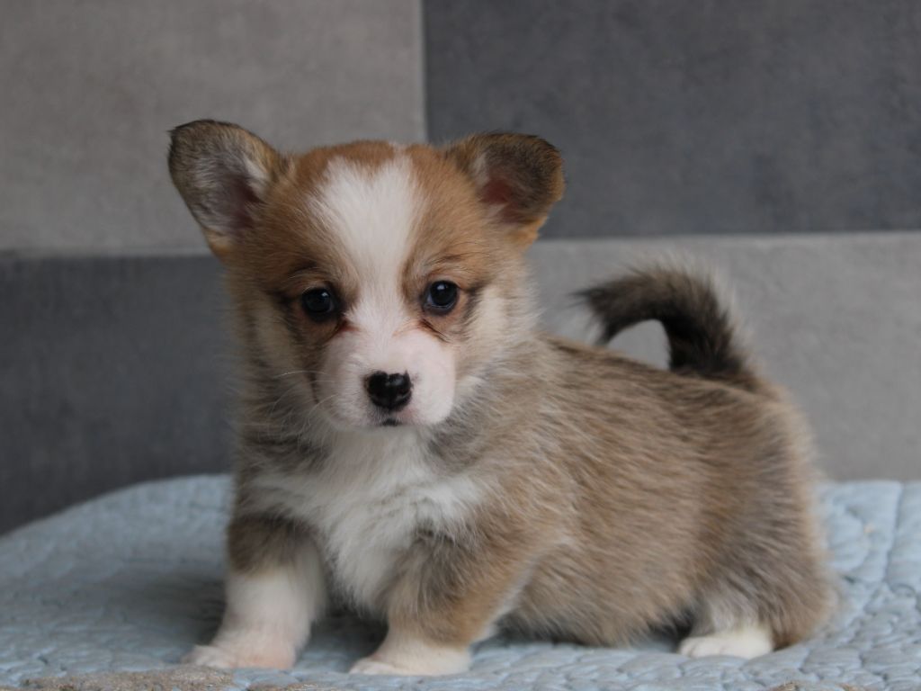 du clos d'Arlequin - Chiot disponible  - Welsh Corgi Pembroke