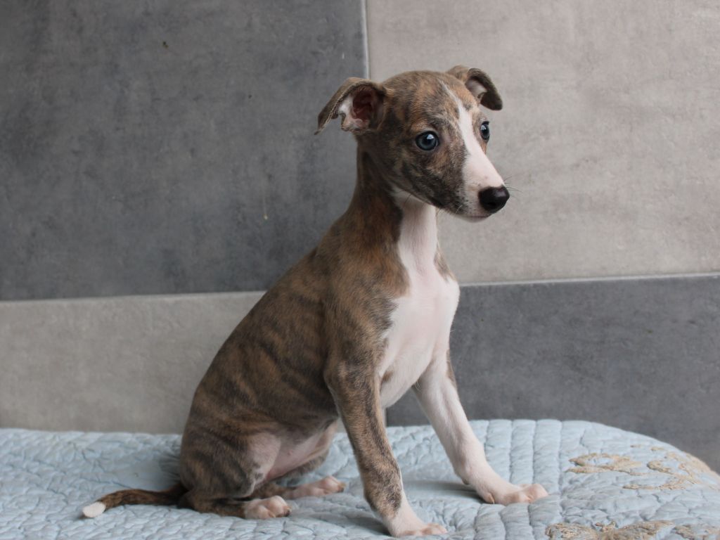 du clos d'Arlequin - Chiot disponible  - Whippet