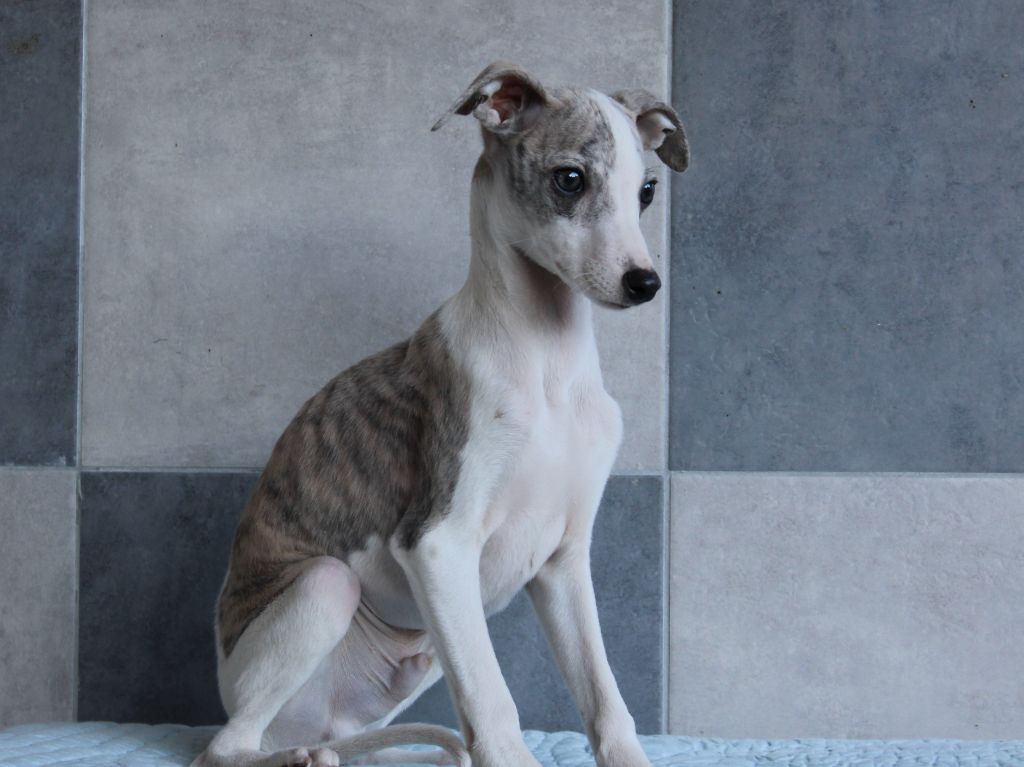 du clos d'Arlequin - Chiot disponible  - Whippet