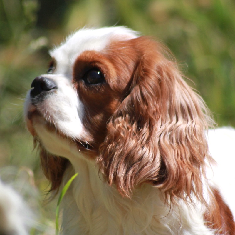 Gold and wood du clos d'Arlequin