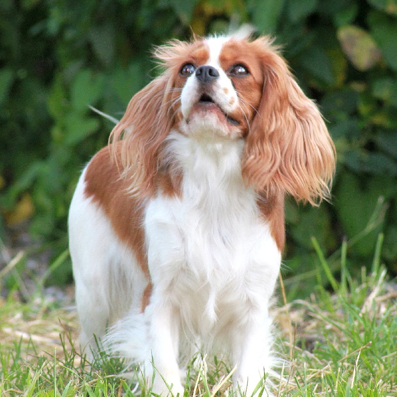 Glam slam du clos d'Arlequin