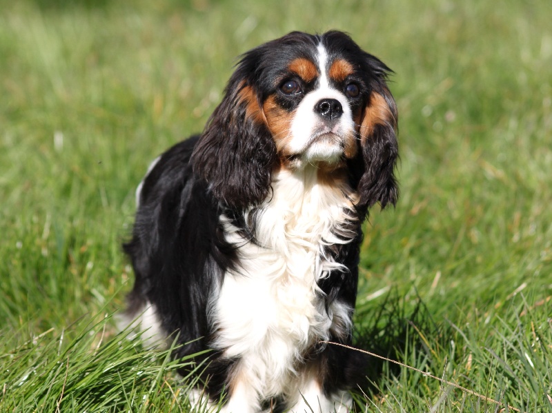 Incroyable destin du clos d'Arlequin