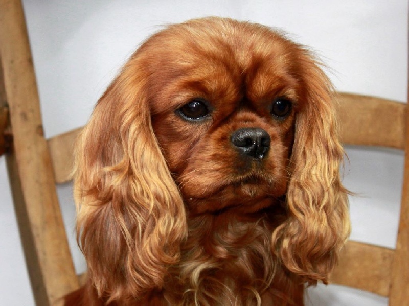 Hi tequila du clos d'Arlequin