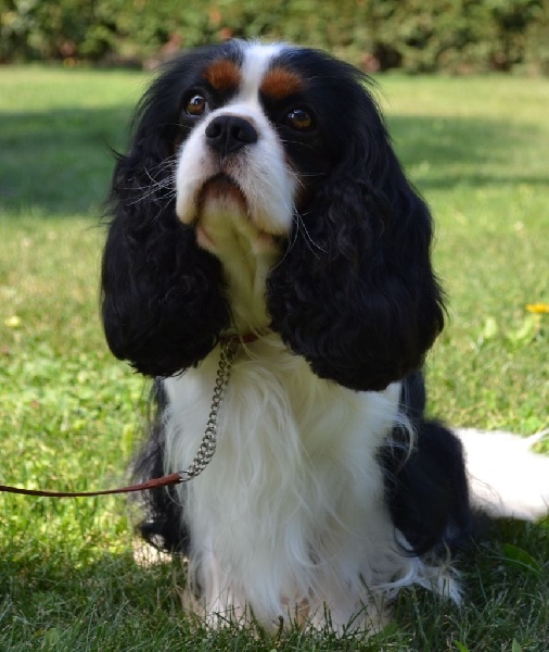 Harper du clos d'Arlequin