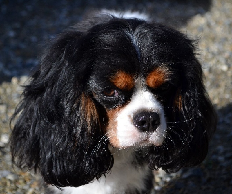 Just a kiss du clos d'Arlequin