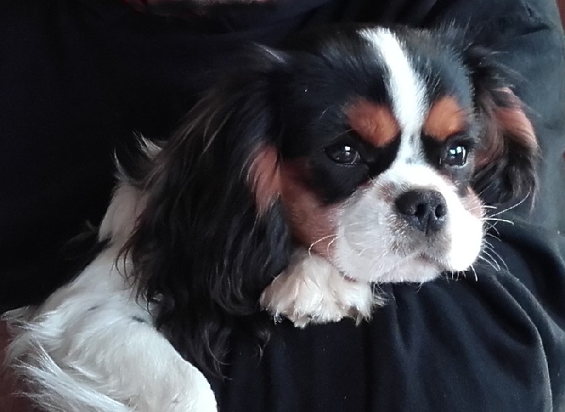 Lady love du clos d'Arlequin