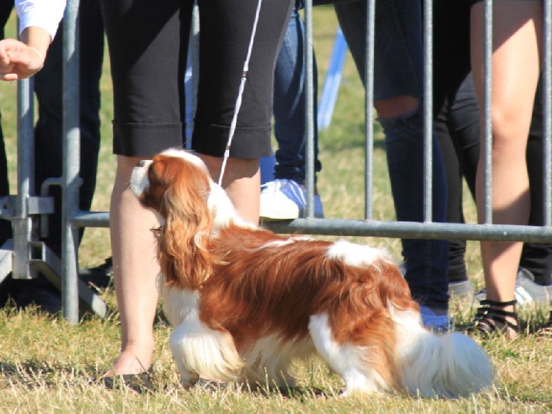 Jackson du clos d'Arlequin