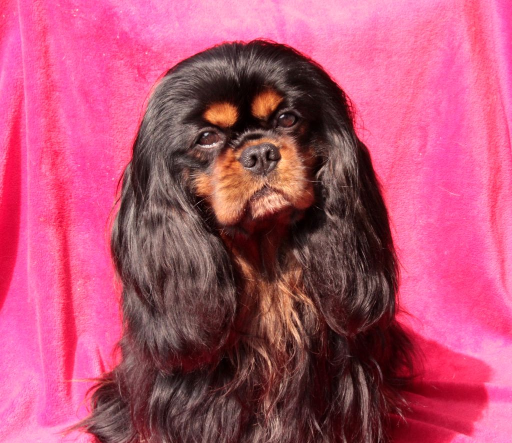 CH. James du clos d'Arlequin