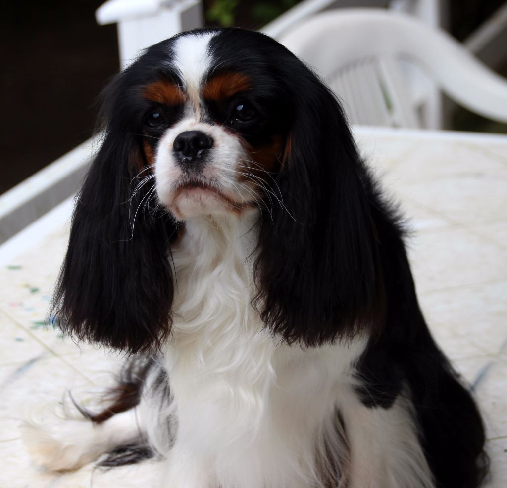 Lilybelle du clos d'Arlequin