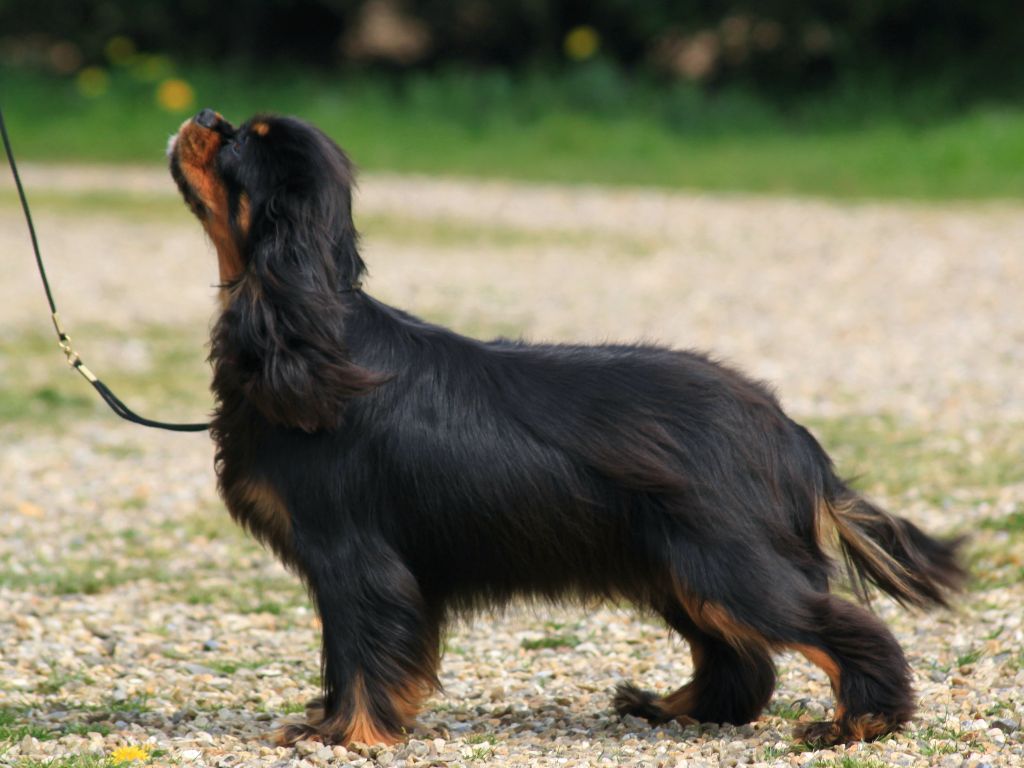 Jungle du clos d'Arlequin