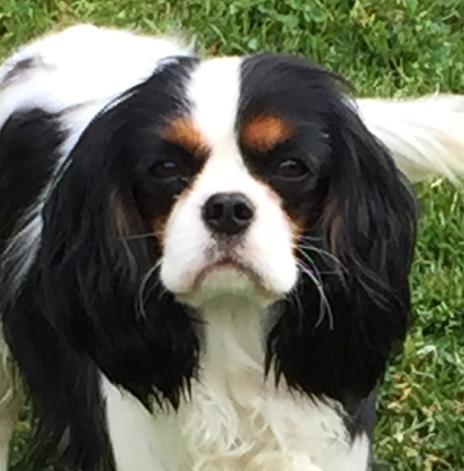 CH. Lady colombine du clos d'Arlequin