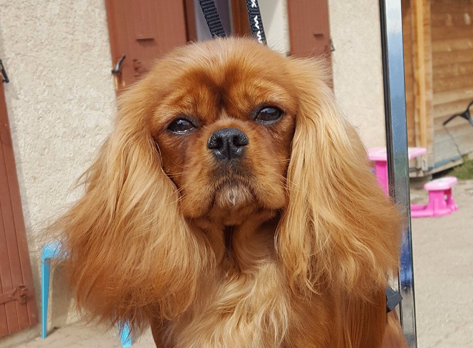 Mistinguette du clos d'Arlequin