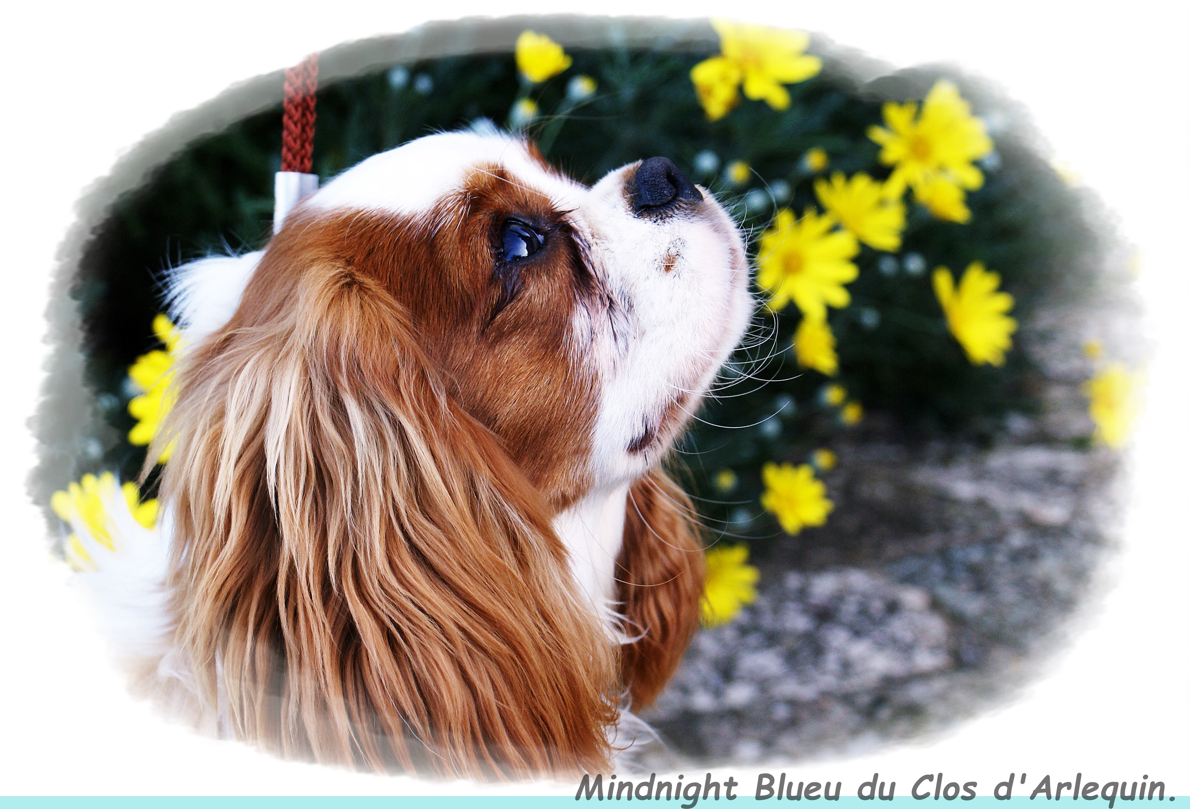 Midnight blue du clos d'Arlequin