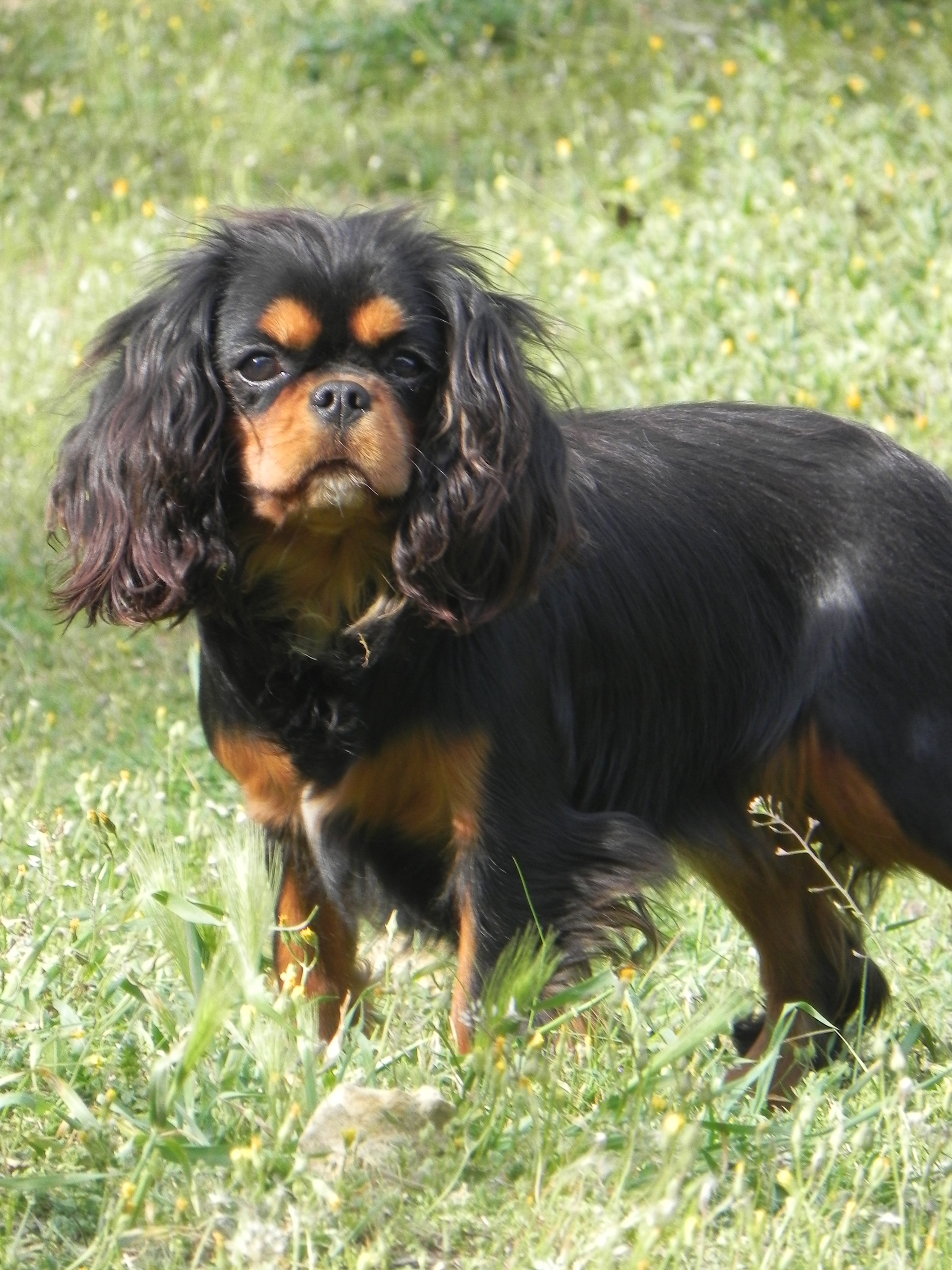 Mademoiselle bella du clos d'Arlequin