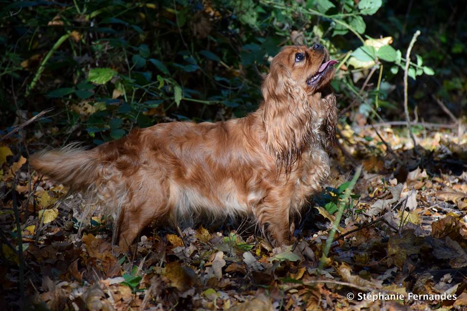 Jolie môme du clos d'Arlequin