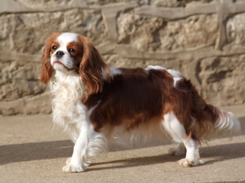 Miss molly du clos d'Arlequin