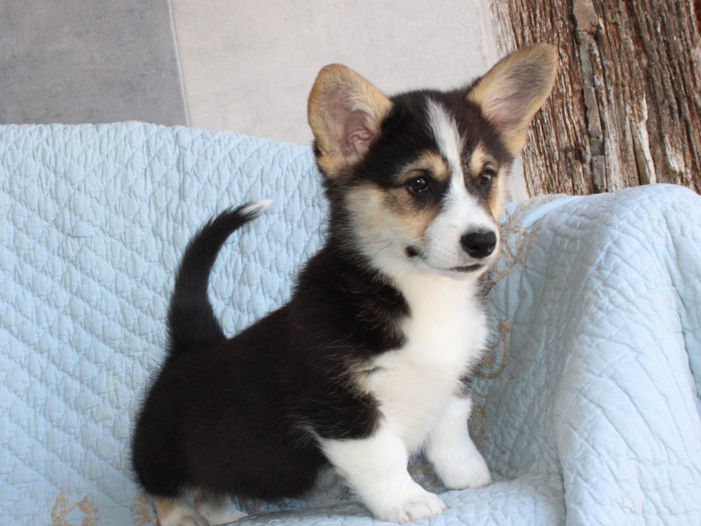 du clos d'Arlequin - Chiots disponibles - Welsh Corgi Pembroke