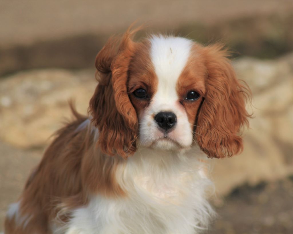 Chiot Cavalier King Charles Spaniel du clos d'Arlequin