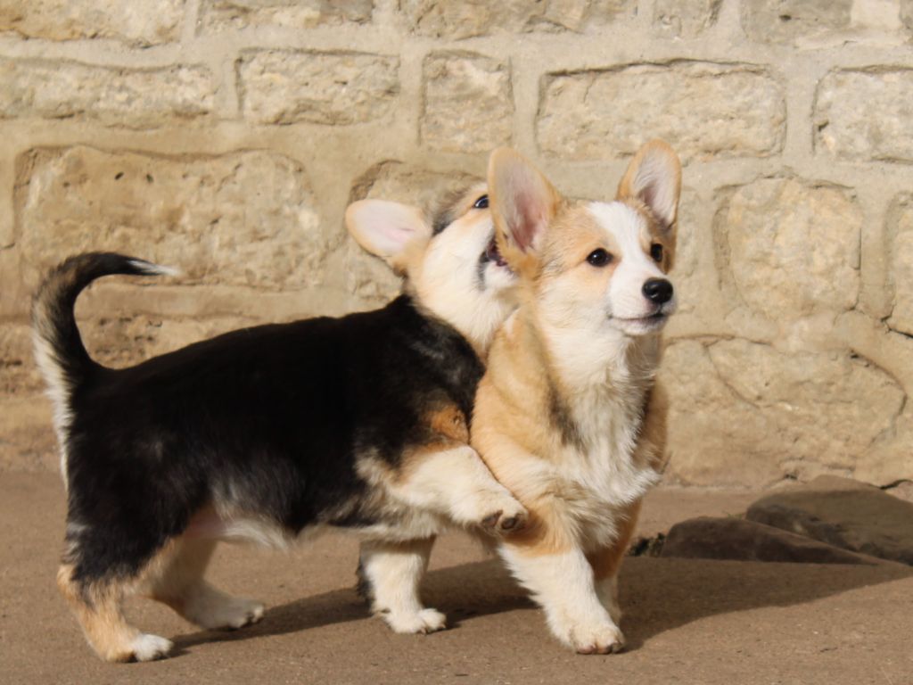 Chiot Welsh Corgi Pembroke du clos d'Arlequin