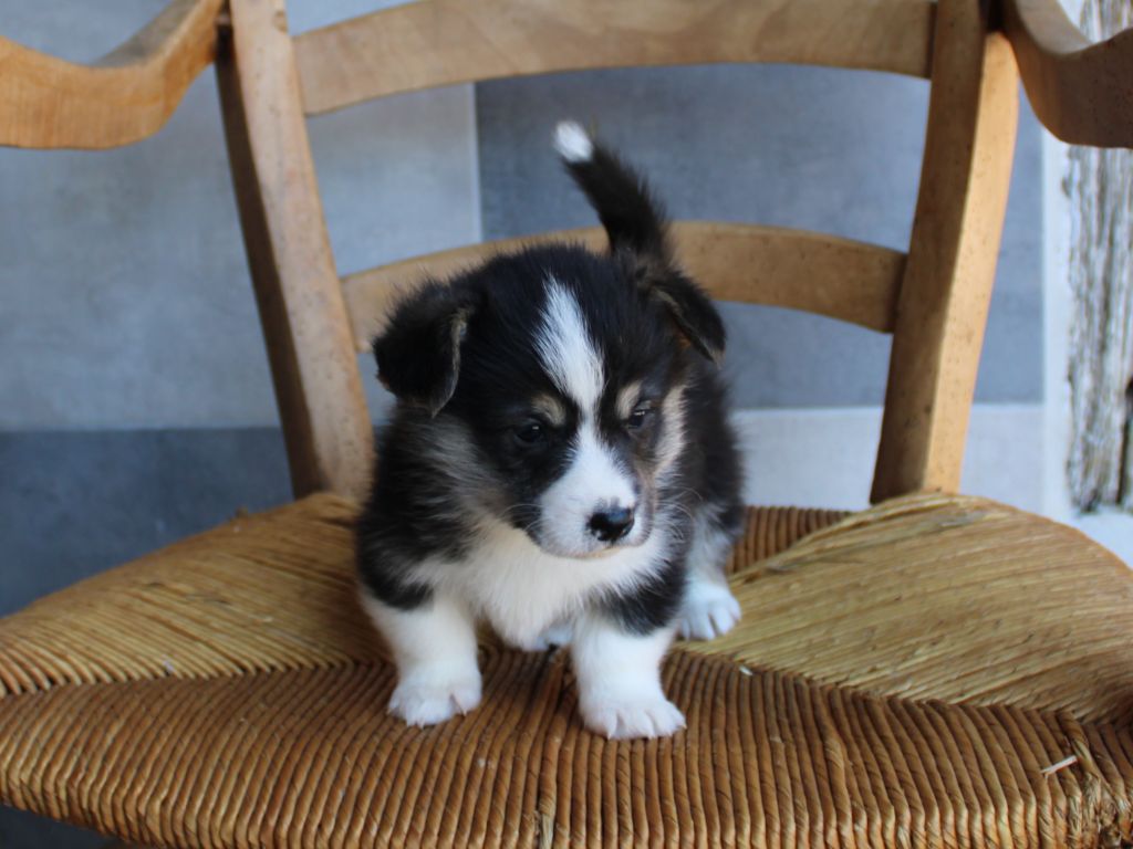 du clos d'Arlequin - Chiots disponibles - Welsh Corgi Pembroke