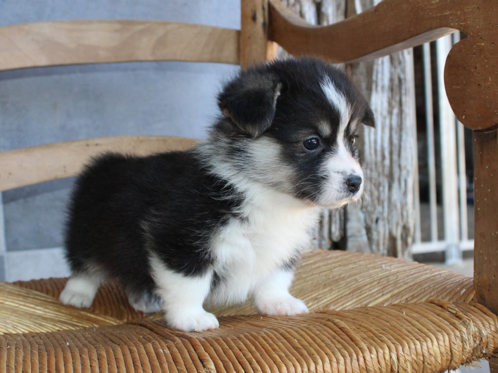 du clos d'Arlequin - Chiots disponibles - Welsh Corgi Pembroke