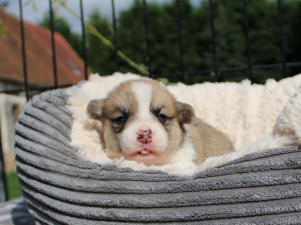 CHIOT 6