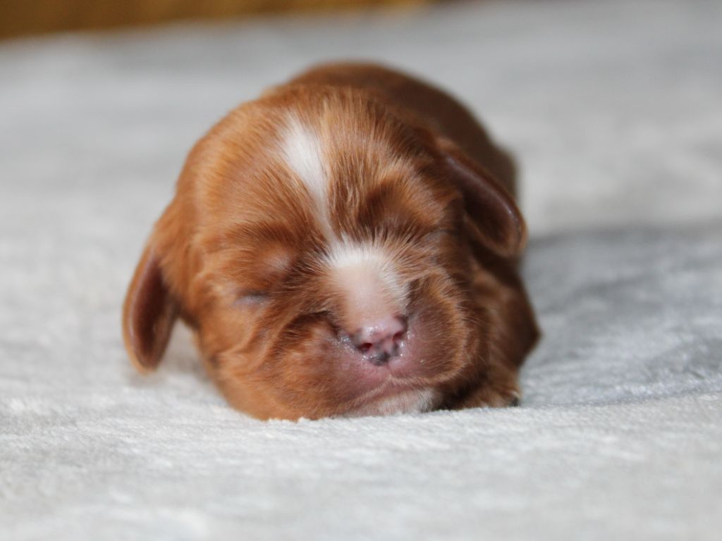du clos d'Arlequin - Chiots disponibles - Cavalier King Charles Spaniel
