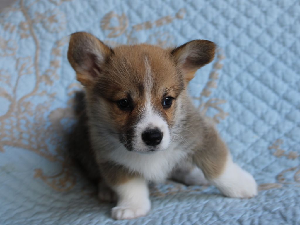 du clos d'Arlequin - Chiots disponibles - Welsh Corgi Pembroke