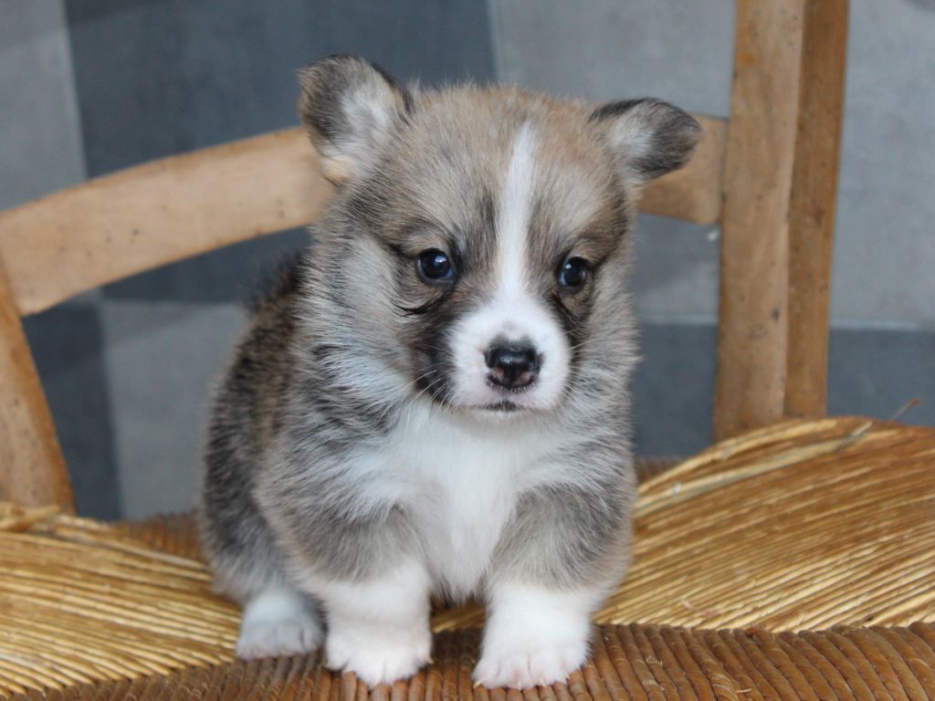 du clos d'Arlequin - Chiots disponibles - Welsh Corgi Pembroke
